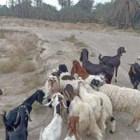 سلام گوسفند فروشی