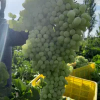 فروش انگور کشمشی