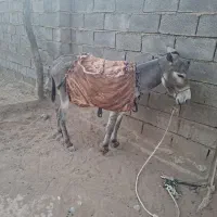 الاغ
