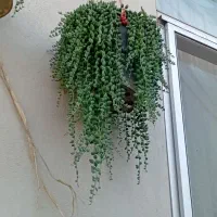 گل غوره وانواع گلهای بهاری