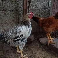 دو عد خروس جوان و کاملا سرحال