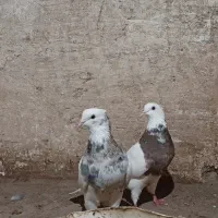 کفتر طوقی
