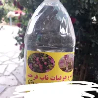 گلاب فرخد