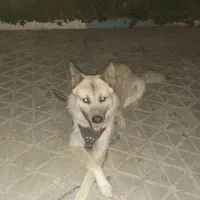 سگ نگهبان نژاد ولف داگ