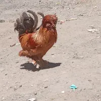 سلام سه عددخروس ویه مرغ