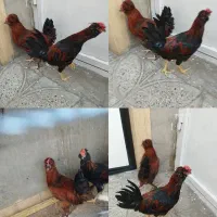 مرغ و خروس.و وسایل موتور اگزوز.ساعت.مچی