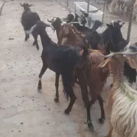 بز داشتی