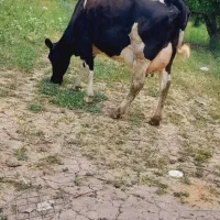 ماده گاو هلشتاین با گوسا ل نر