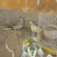 دوجفت عروس بلند کشیده مولد