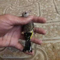 جوجه سهره