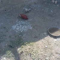 یک جفت کبوتر در اشنویه