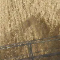 فروش زمین کشاورزی۲۷هکتار روستای شادی اباد