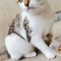 واگزاری گربه dsh