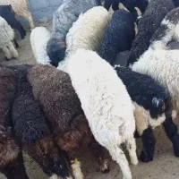 بره ریز نر و ماده