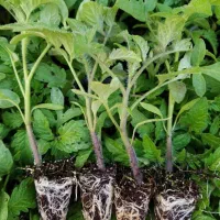 گلخانه نشا گوجه فرنگی