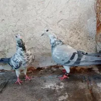 نرماده سوسکی سبز