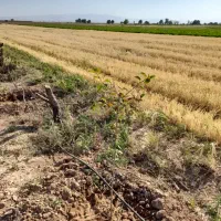 زمین ۱۰۰۰ متری قاسم آباد