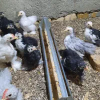 تخم.جوجه ونیمچه. مرغ وخروس نژاد کوشین.آمروک.چاپنیز|حیوانات مزرعه|قزوین, |دیوار