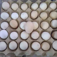 تخم مرغ نطفه دار مرندی