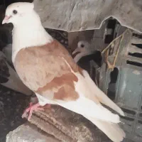 جفت شونی