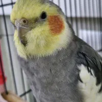 عروس هلندی