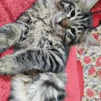 واگذاری بچه گربه ماده لاکپشتی و بچه گربه نر تبی