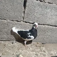 کبوتر|پرنده|میاندوآب, |دیوار