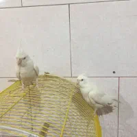 پرنده|پرنده|بوشهر, |دیوار