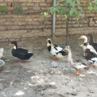 اردک محلی