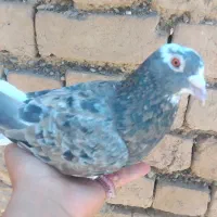 کبوتر هفرنگ