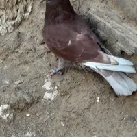 کبوتر|پرنده|میلاجرد, |دیوار