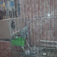 عروس هلندی با جوجه