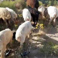 بره چاق