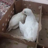 2تا جوجه 1ماه تخم گذار7جوجه گوشتی 3