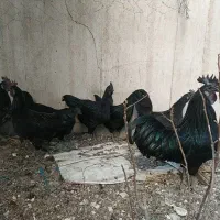 مرغ،تخم مرغ،خروس و نیمچه ایام سمانی