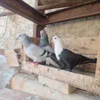 کبوتر کله سفید