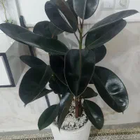 گل بسیار زیبا و سرحال