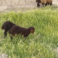 میش دوقلوزا