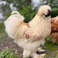مرغ و خروس ابریشمی