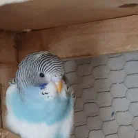 گمشده جوجه هست و دستی محدوده خیابان یونس النبی