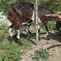 بزپاکستانی دوقلوزا