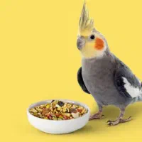 یک عروس هلندی گم شده