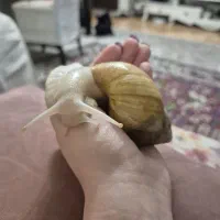 حلزون های آچیتا