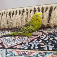 مرغ عشق ماده مولد