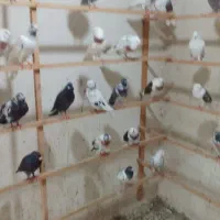 کبوتر