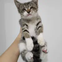 واگذاری فوری بچه گربه‌ی نابینا