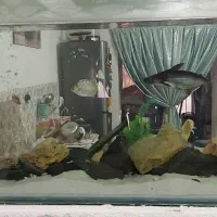 آکواریم