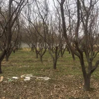 600متر باغ بادرختان مثمر بامدارک کامل