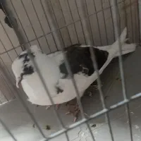 کبوتر ابلغ نژاد دار خوشگل جوجه