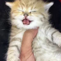 توله گربه ها